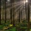 bosques-sostenibles